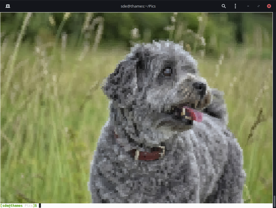 tiv - cute dog