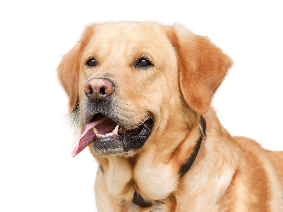 labrador retriever