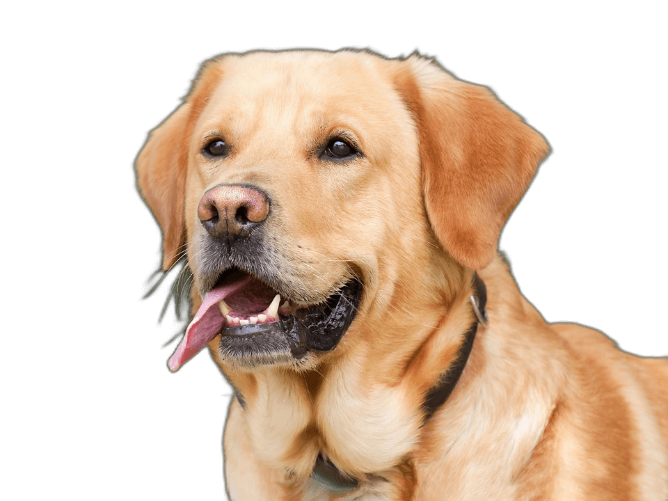 labrador retriever